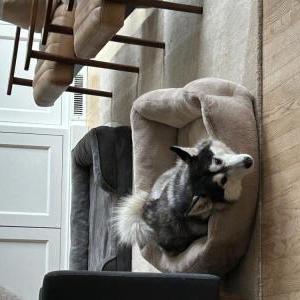 Lost Dog Maggie
