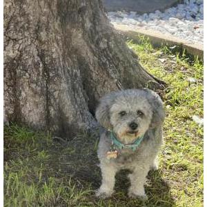 Lost Dog Lucy