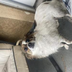 Found Dog Jeannie