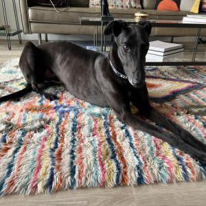 Image of Leia, Lost Dog