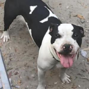 Image of Moo Ma, Lost Dog