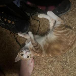 Image of Jasper, Lost Cat
