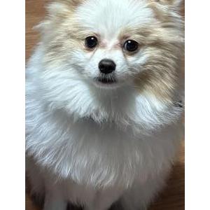 Image of Jing Jing , Lost Dog