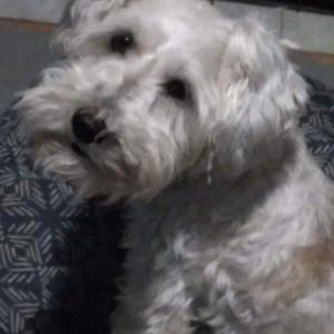 Image of Max, Lost Dog