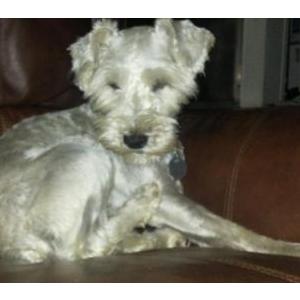 2nd Image of Max, Lost Dog