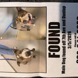 Found Dog unknown