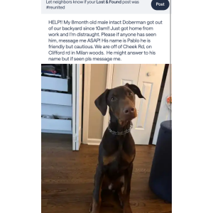 Image of Pablo, Lost Dog