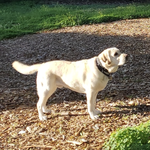 Image of Lucky, Lost Dog