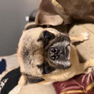 Found Dog Unknown