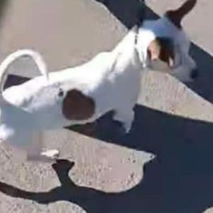Image of Sky/jim, Lost Dog