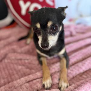 Image of Jale, Lost Dog