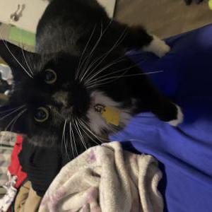 Image of Daisy, Lost Cat