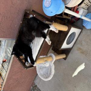 2nd Image of Daisy, Lost Cat