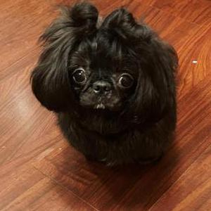 Image of Prince, Lost Dog