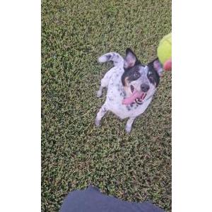 Lost Dog Miko