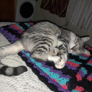 Image of Jerry Jerutzka, Lost Cat