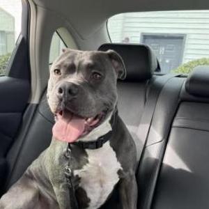 Image of Snowball, Lost Dog