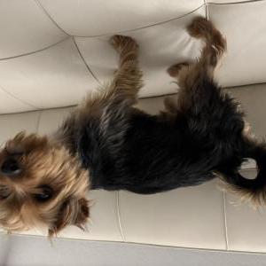 Image of Unknown, Found Dog