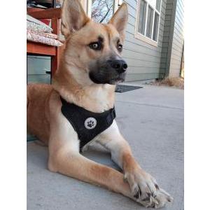 Image of Electra, Lost Dog