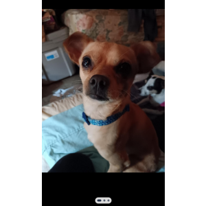 Image of BOY, Lost Dog