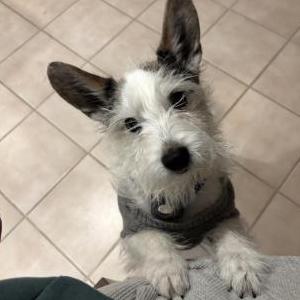 Image of Harvey, Lost Dog