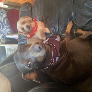 Lost Dog Wyatt