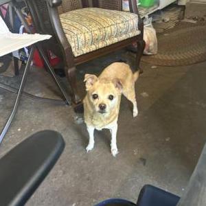 Image of Izzy, Lost Dog