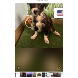 Image of Fletcher, Lost Dog