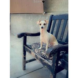 Image of Peaches Purdy Baby, Lost Dog