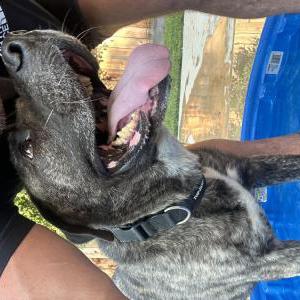 Lost Dog Jake