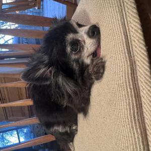 Image of Khoa, Lost Dog