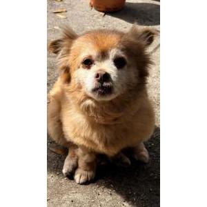 Lost Dog Chiy