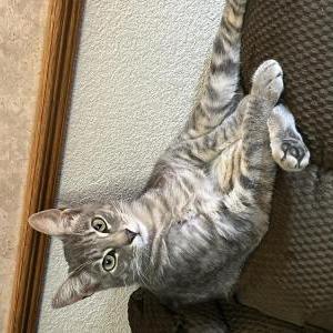 Image of Mitzie, Lost Cat