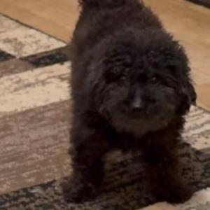 Lost Dog Lilo