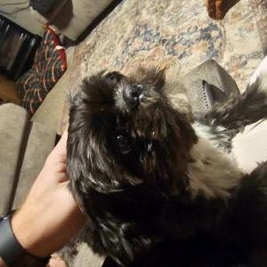 Image of Eliza Clem, Lost Dog