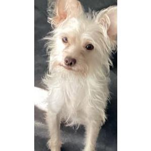 Image of Junior, Lost Dog