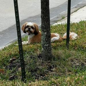 Found Dog Unknown