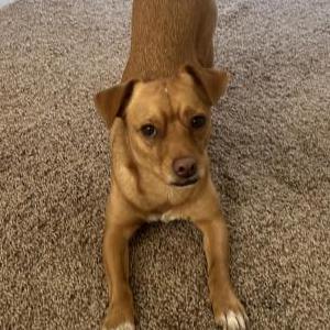 Lost Dog Benji