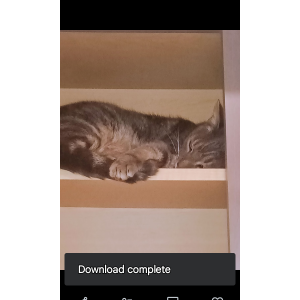 Image of Big Boi, Lost Cat