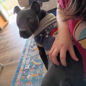 Image of unknown, Found Dog