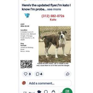 Lost Dog Kato