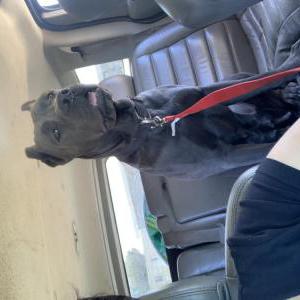 Lost Dog Kira