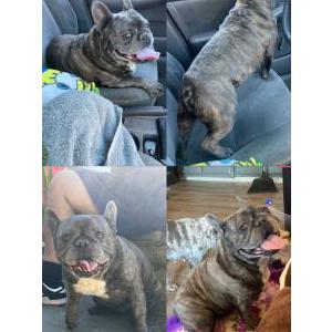 Image of Unknown, Found Dog