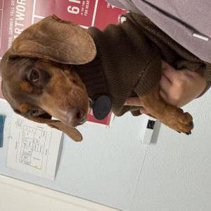 Image of Toto, Lost Dog