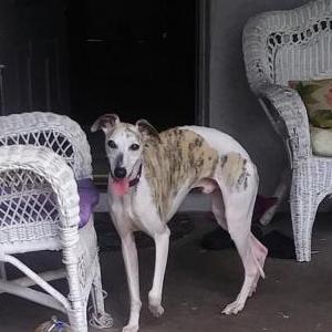 Image of Jazz, Lost Dog
