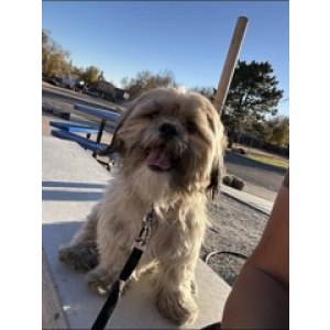 Lost Dog Baby