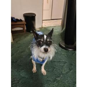 Lost Dog Rocko