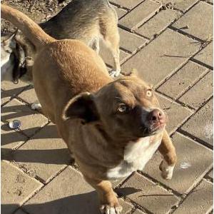 Lost Dog Pochita