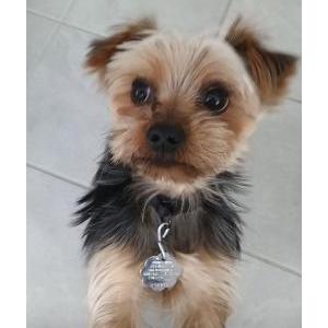 Lost Dog Coco