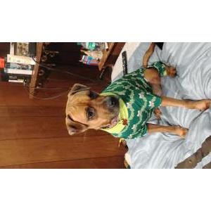 Image of Kona, Lost Dog